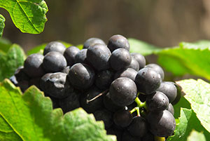 Pinot meunier