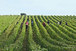 Vendanges &agrave; la Maison de Champagne Robert