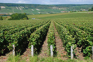 Le vignoble de Fossoy