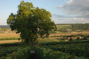 Vignes du Champagne A.Robert &agrave; Gland