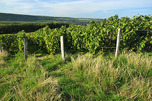 Vineyard in Fossoy