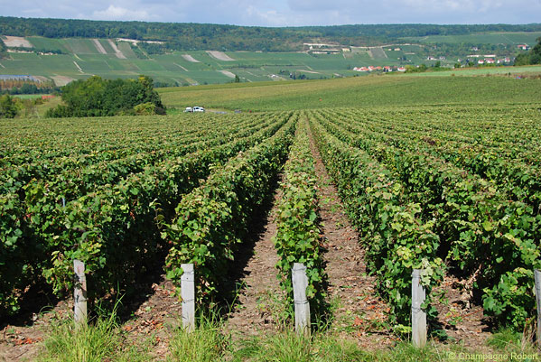 Vignes à Fossoy