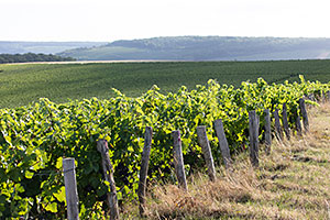 Champagne A. Robert: Vines in Fossoy