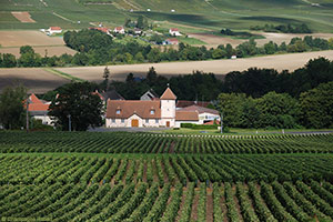 Vineyard in Fossoy