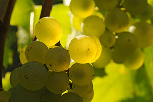 Grappe de Chardonnay