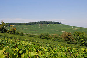 Vignes de la Côte des Blancs