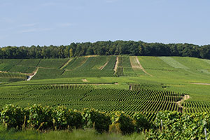 Vineyard in Vertus