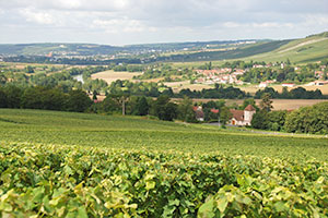 Vineyard in Fossoy