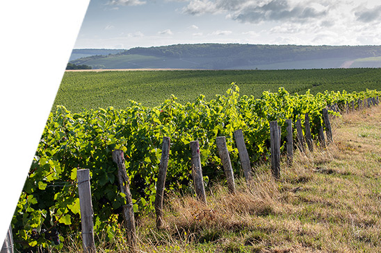 Champagne A. Robert vineyard in Fossoy