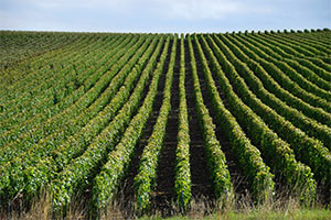 Vignes de Champagne