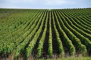 Vignes de Champagne