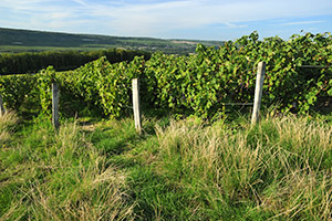 Vignes à Fossoy