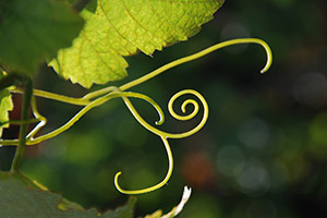 Vineyard in Fossoy