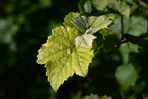 Vignes à Fossoy