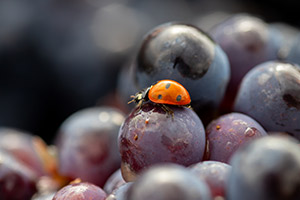Ladybug on grape