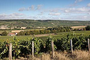 Champagne A. Robert Champagne A.Robert: Champagne A. Robert