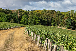 Champagne A. Robert: Vines in Fossoy