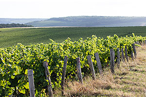 Champagne A.Robert: Vignes à Fossoy