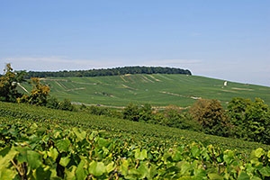 Champagne A.Robert: Vignes de la Côte des Blancs
