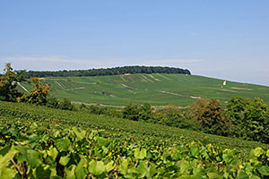 Vignes de la Côte des Blancs Champagne A.Robert: Vignes de la Côte des Blancs
