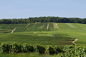 Champagne A. Robert: Vines in Vertus (Côte des Blancs)