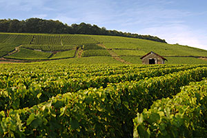 Champagne A. Robert: Vines in Vertus (Côte des Blancs)