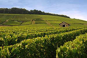 Vignes à Vertus (Côte des Blancs) Champagne A.Robert: Vignes à Vertus (Côte des Blancs)