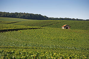 Champagne A. Robert: Vines in Vertus (Côte des Blancs)