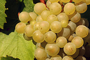 Grappe de Chardonnay (Vertus) Champagne A.Robert: Grappe de Chardonnay (Vertus)