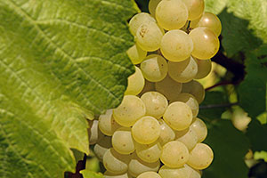 Grappe de Chardonnay (Vertus) Champagne A.Robert: Grappe de Chardonnay (Vertus)