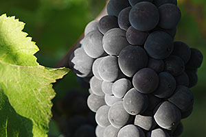 Grappe de Pinot Meunier (Fossoy) Champagne A.Robert: Grappe de Pinot Meunier (Fossoy)