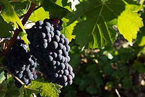 Grappe de Pinot Meunier (Fossoy) Champagne A.Robert: Grappe de Pinot Meunier (Fossoy)