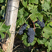 Champagne A.Robert: Grappe de Pinot Meunier (Fossoy)